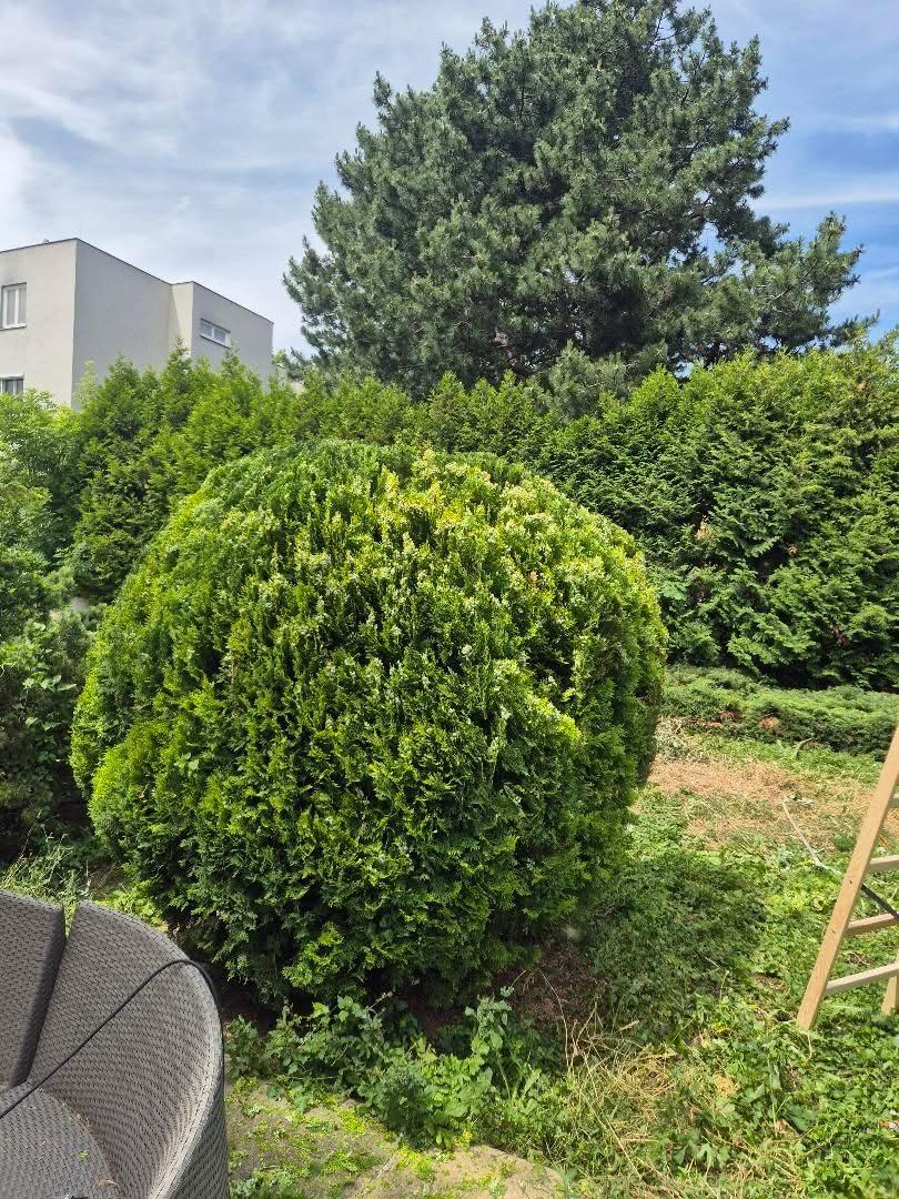 Kugelförmig geschnittener Formgehölz vor dichter Hecke